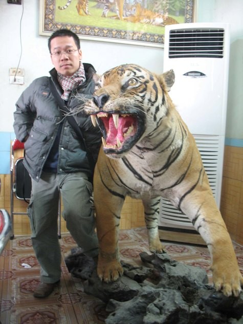 Một con hổ khổng lồ được thản nhiên trưng bày tại quán ăn ven quốc lộ 1, tỉnh Ninh Bình, dẫu rằng hành vi này vi phạm mọi thứ quy định của VN và quốc tế!